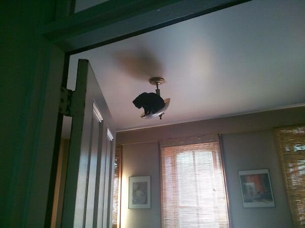 ceilingcats_002