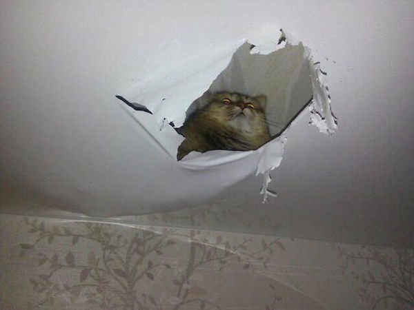 ceilingcats_004
