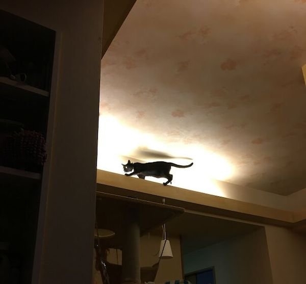 ceilingcats_007