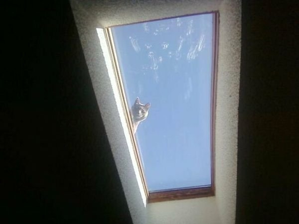 ceilingcats_009