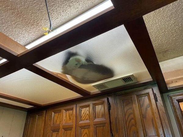 ceilingcats_013