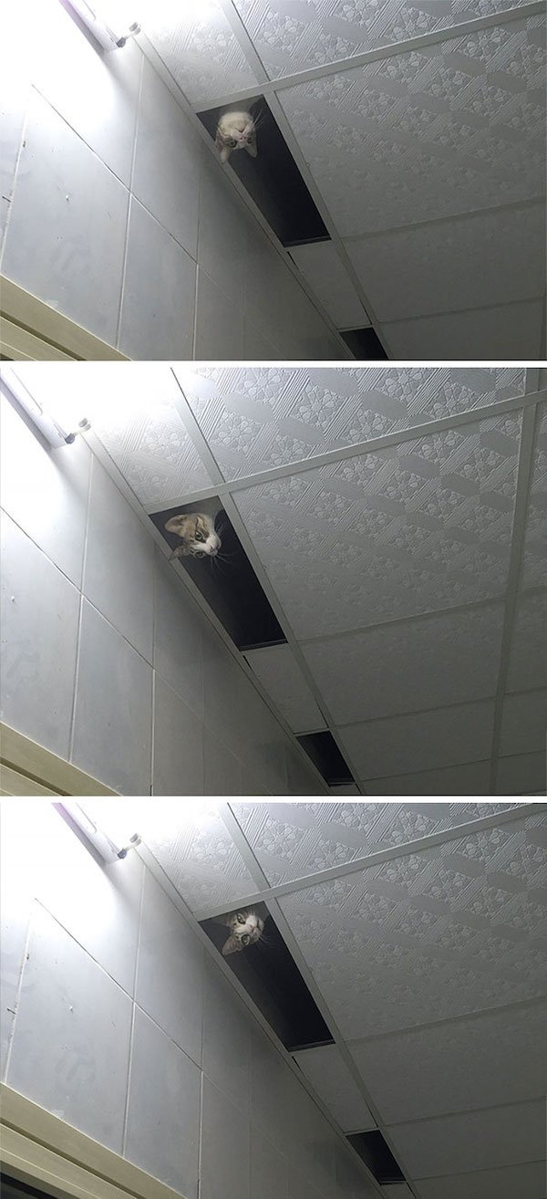 ceilingcats_015