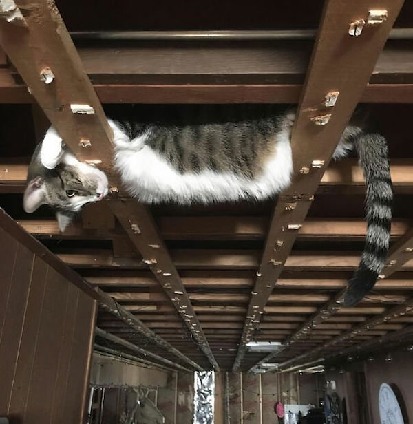 ceilingcats_022