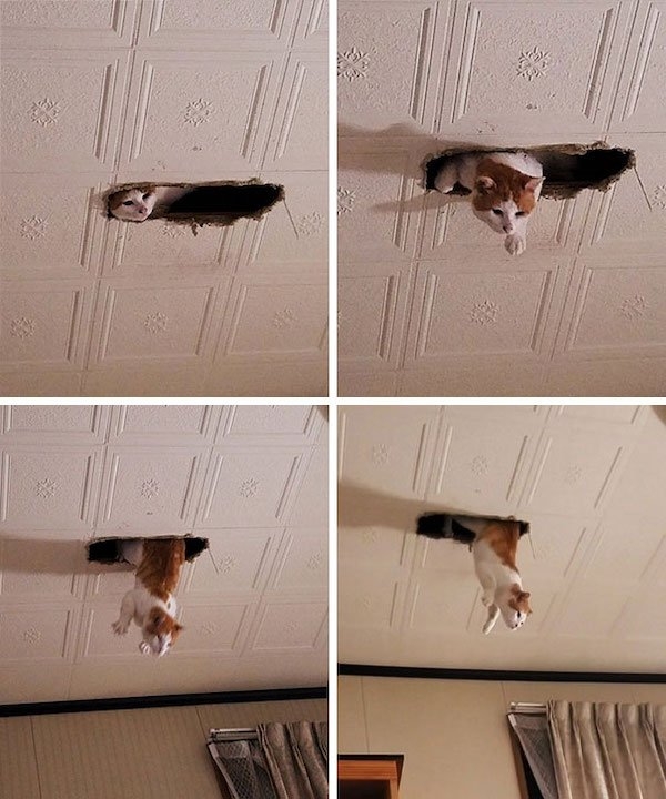 ceilingcats_024