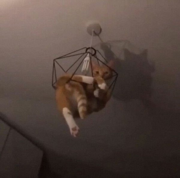 ceilingcats_026