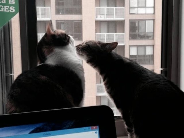 foreveralonememes2_035