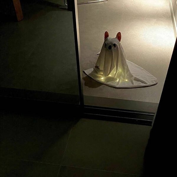 halloweencostumepets_003