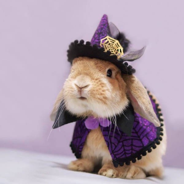 halloweencostumepets_004