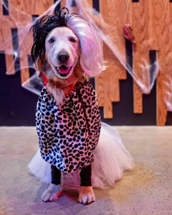 halloweencostumepets_005