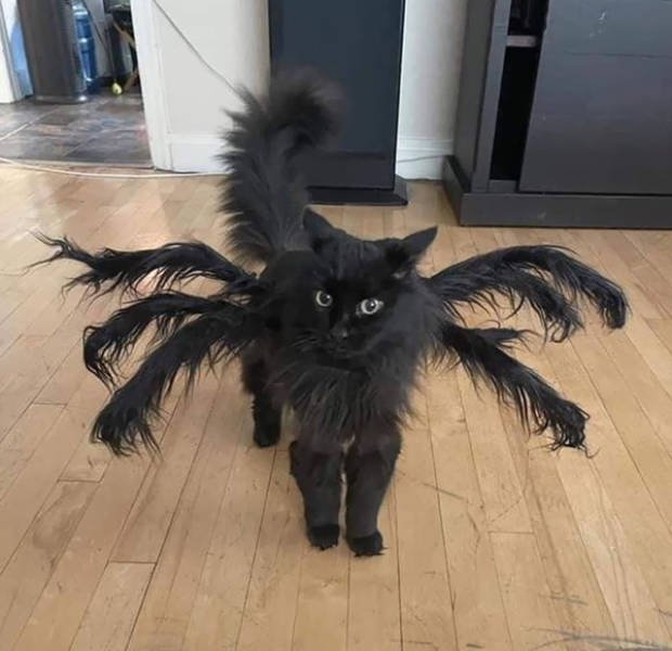 halloweencostumepets_007