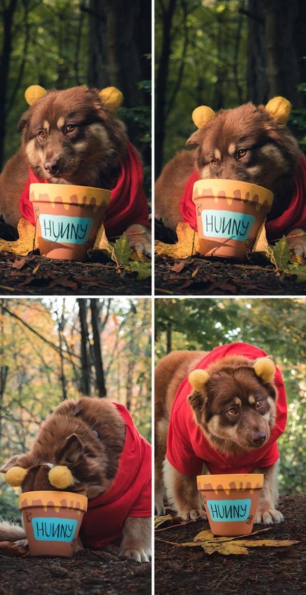 halloweencostumepets_008