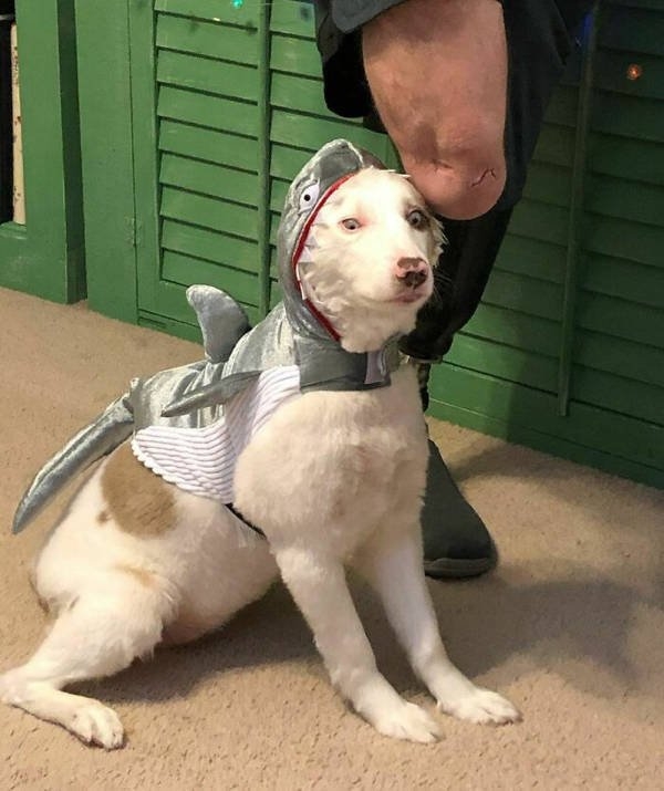 halloweencostumepets_011