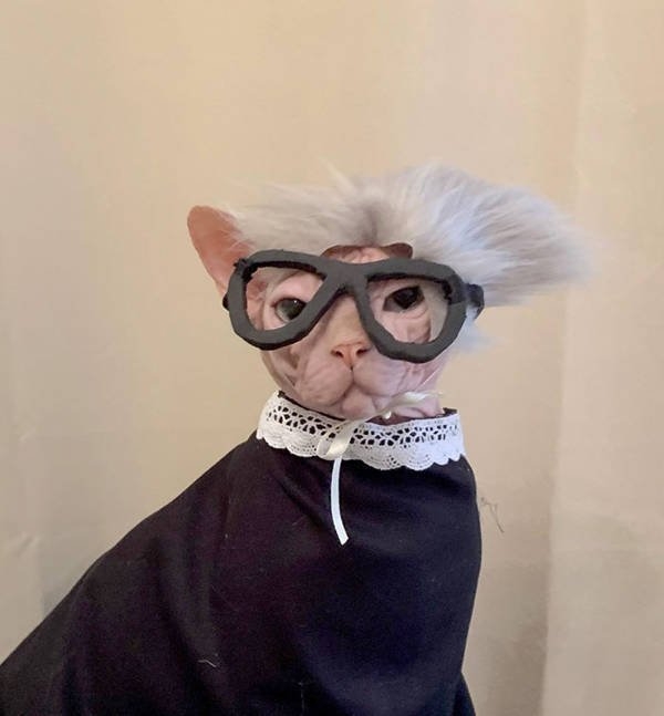 halloweencostumepets_012