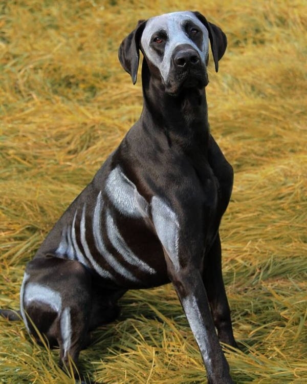 halloweencostumepets_013