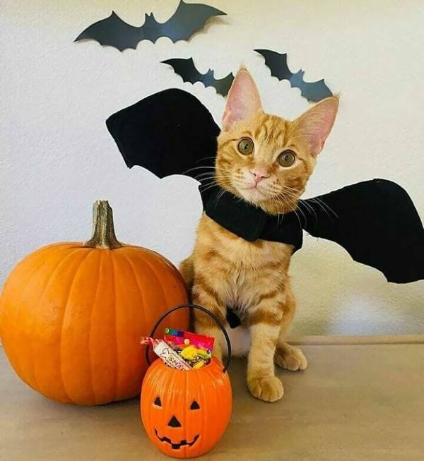 halloweencostumepets_016