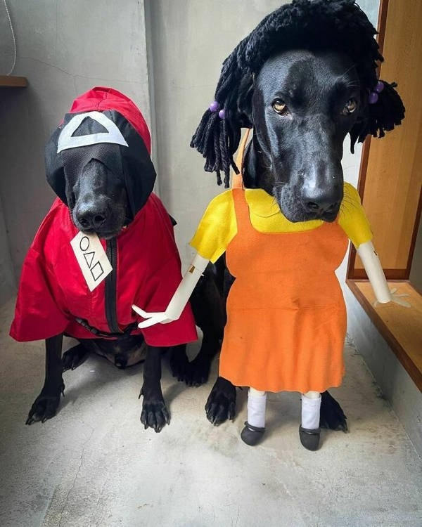 halloweencostumepets_017
