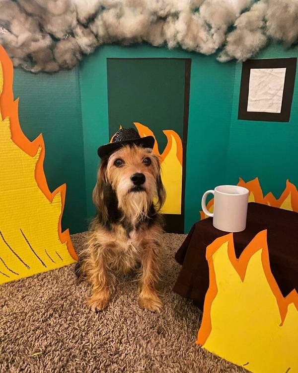 halloweencostumepets_018