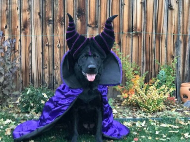 halloweencostumepets_019