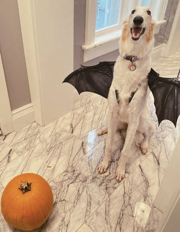 halloweencostumepets_021