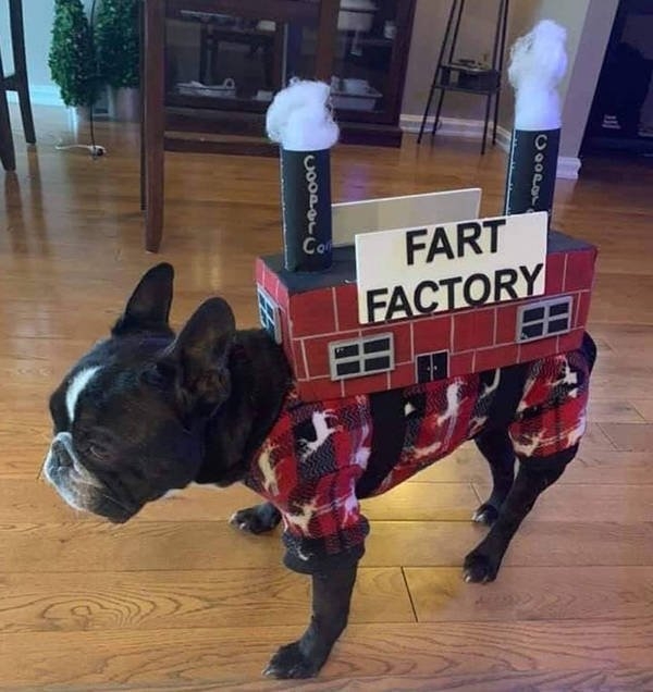 halloweencostumepets_023