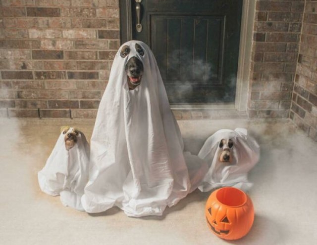 halloweencostumepets_024