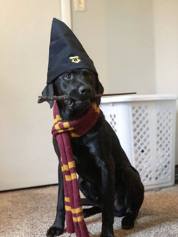 halloweencostumepets_025