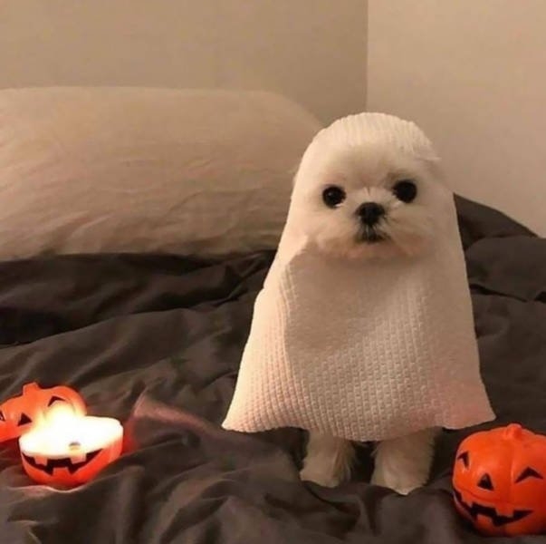 halloweencostumepets_027