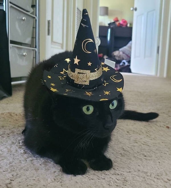 halloweencostumepets_029