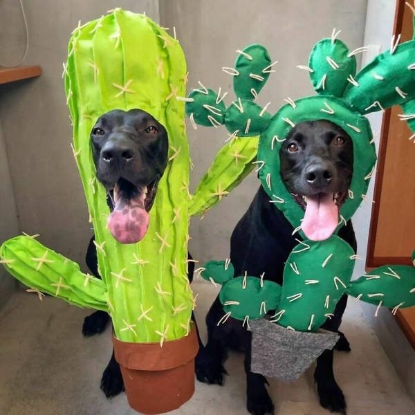 halloweencostumepets_035