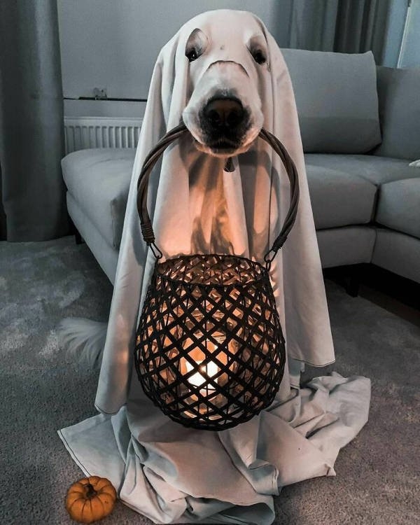 halloweencostumepets_036