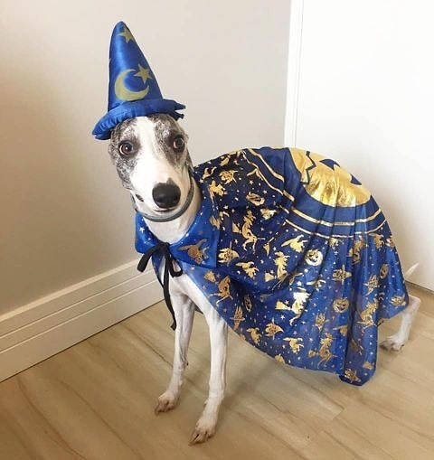 halloweencostumepets_037