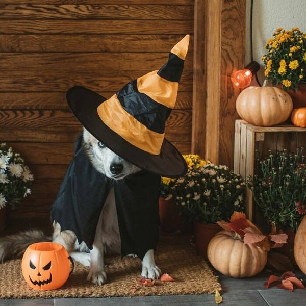 halloweencostumepets_040