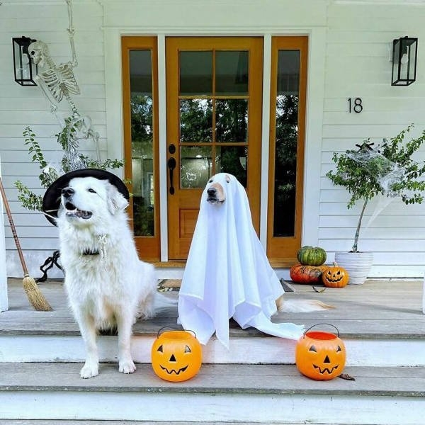 halloweencostumepets_041
