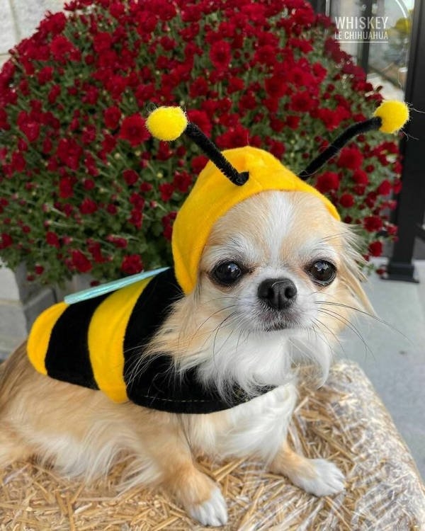 halloweencostumepets_042