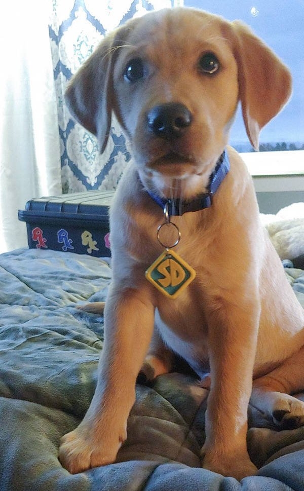 halloweencostumepets_043