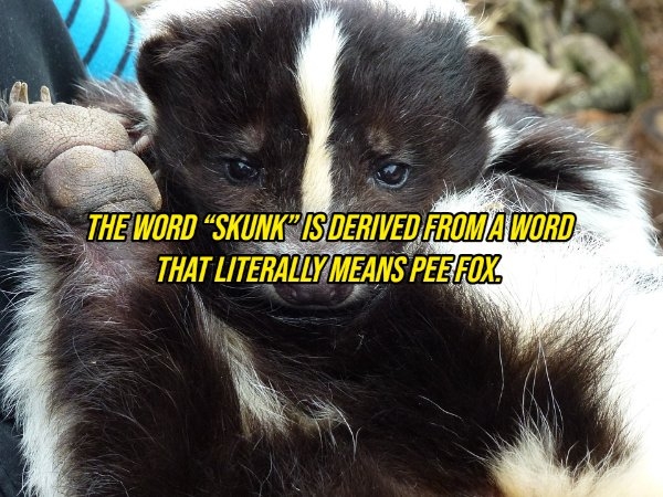 interestingfacts10_015