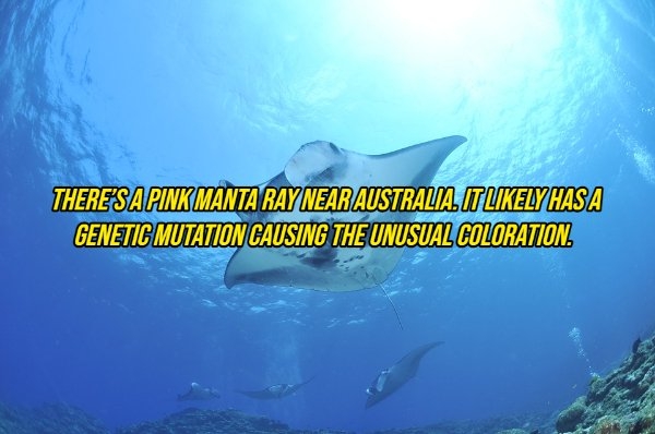 interestingfacts10_016