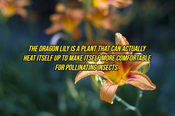 interestingfacts10_017