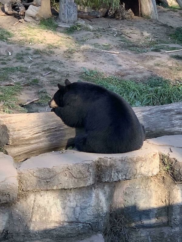 bears_001