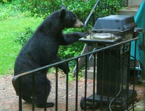 bears_002