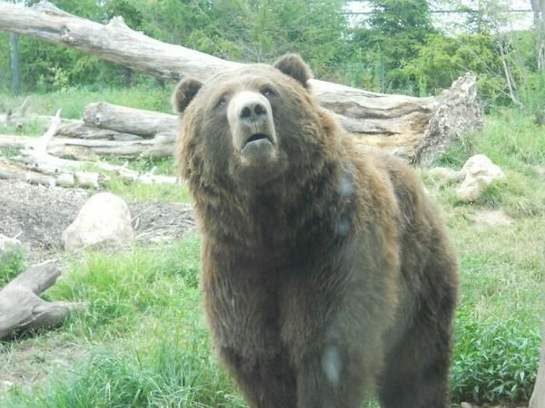 bears_003