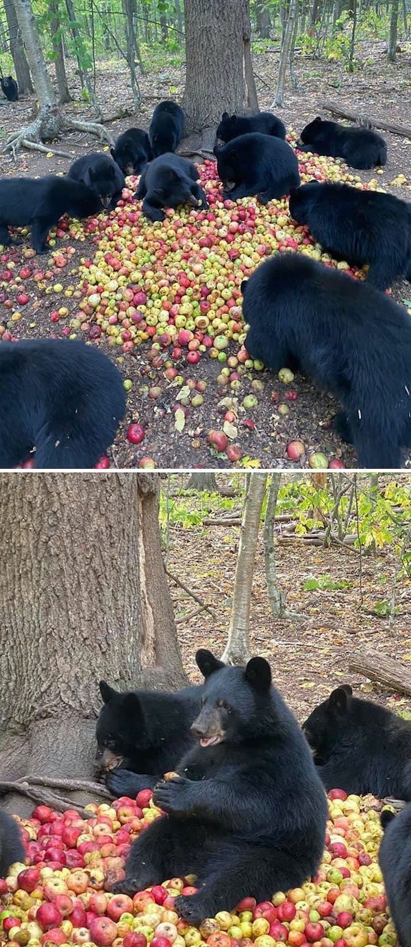 bears_004
