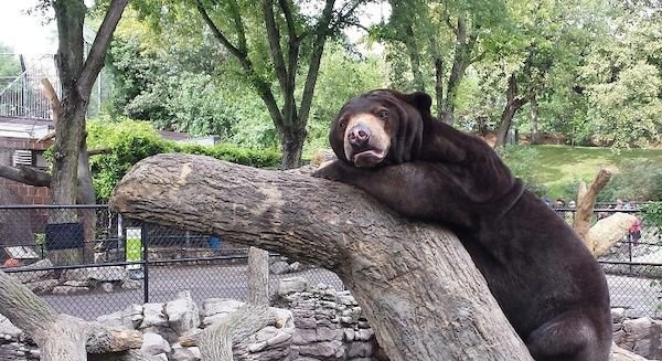 bears_005