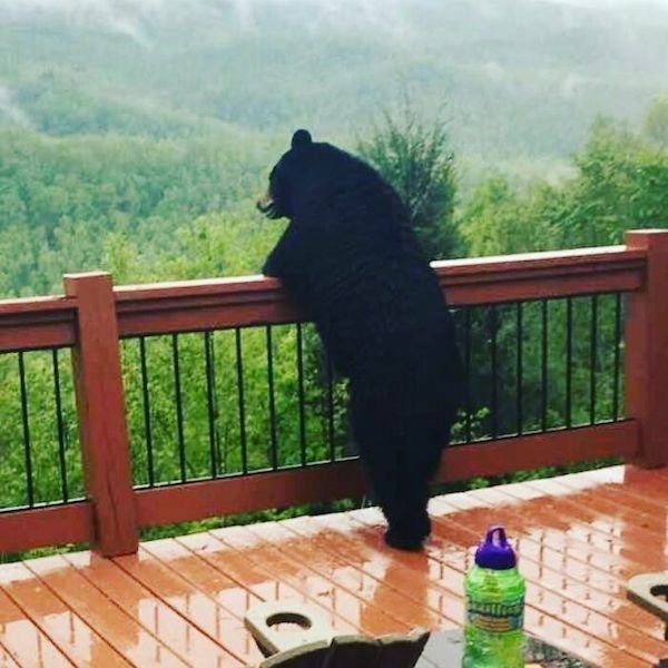 bears_006