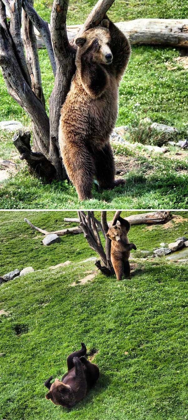 bears_007