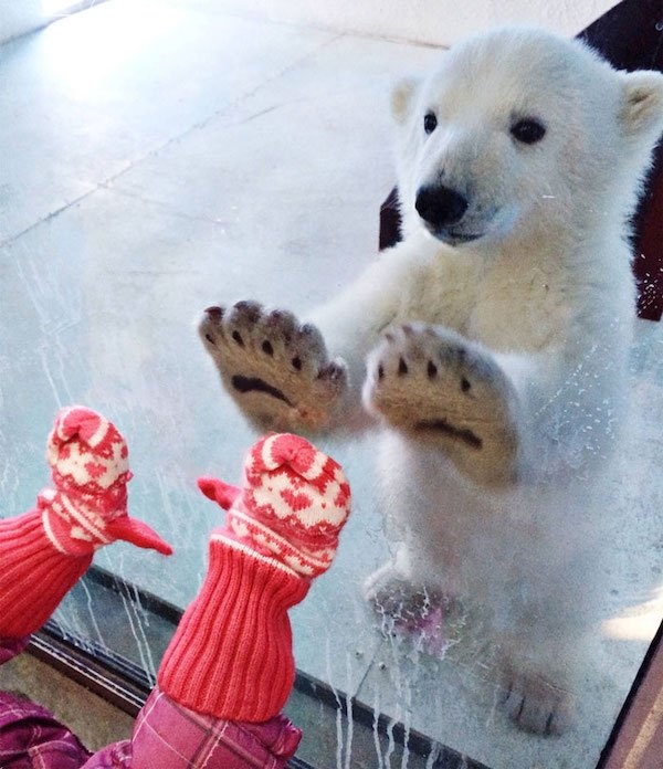 bears_008