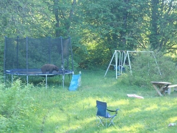 bears_009