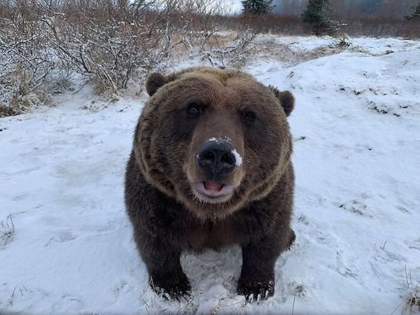 bears_010