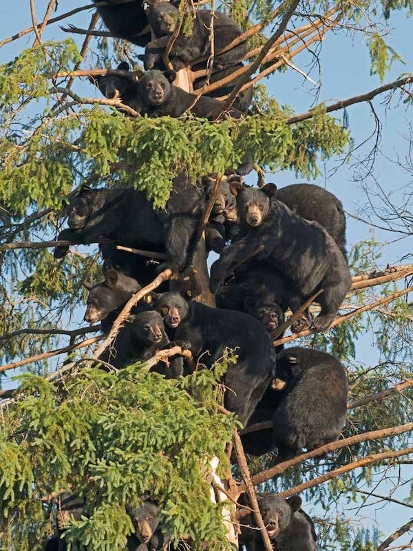 bears_011