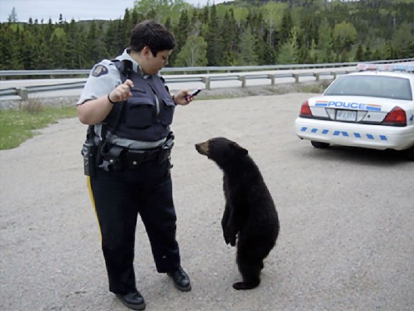 bears_012